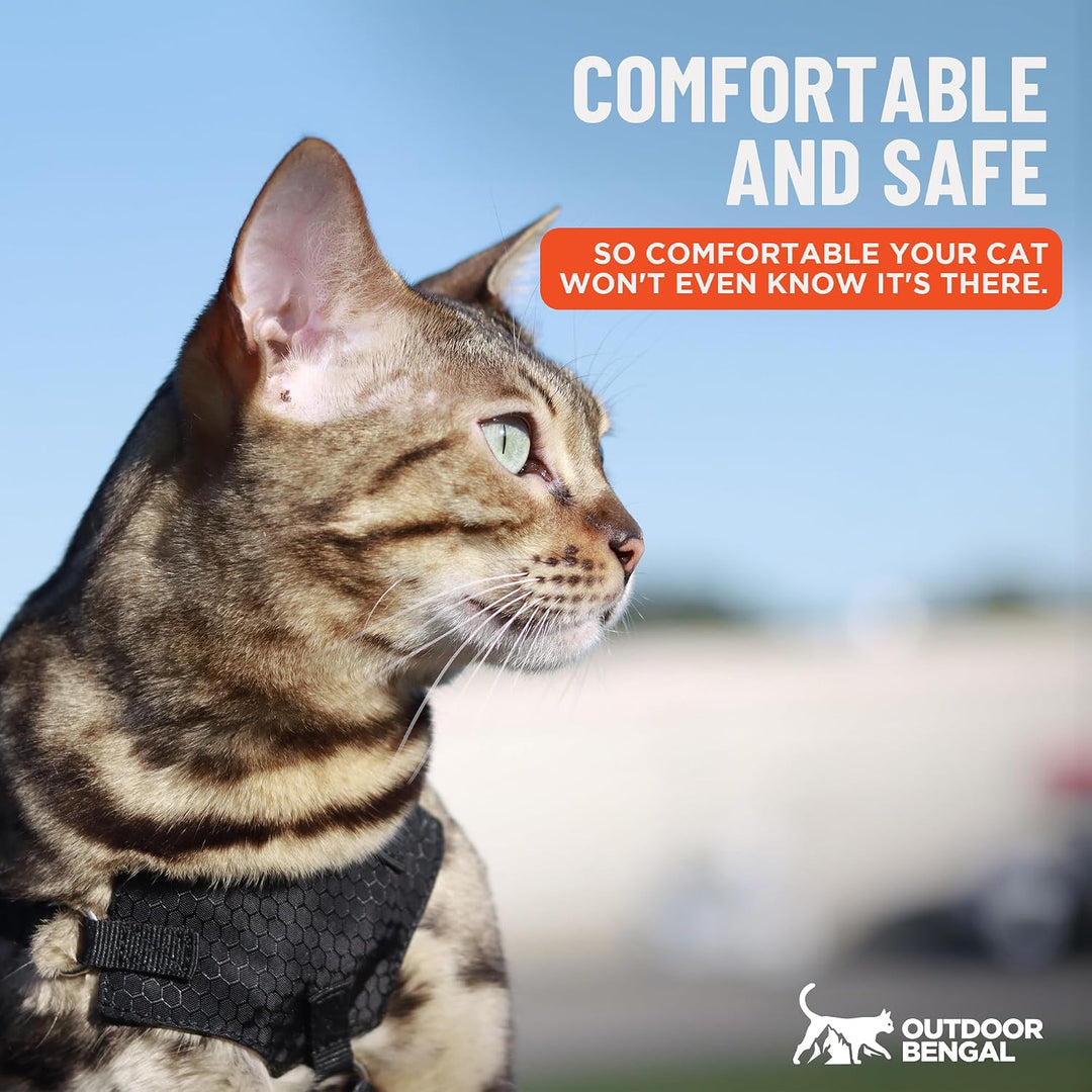 OutdoorBengal Katzengeschirr und Leine, gross, ausbruchsicher, erstickungsfrei, leicht, einfach anzu