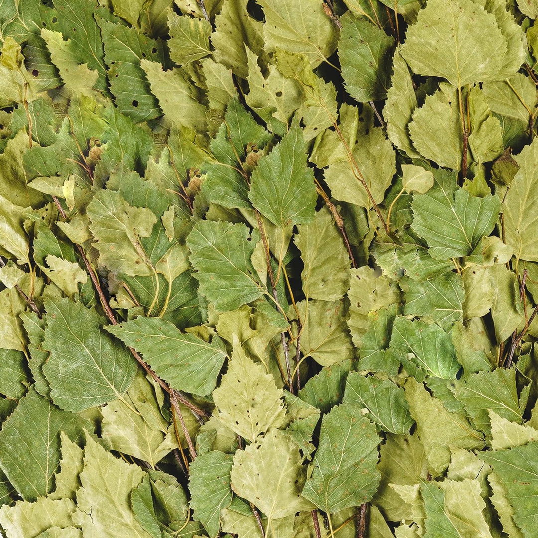 Birkenbesen Premium für Sauna & Banja – 100% Junge Birkenzweige – Naturduft für Aufguss – weich & fo