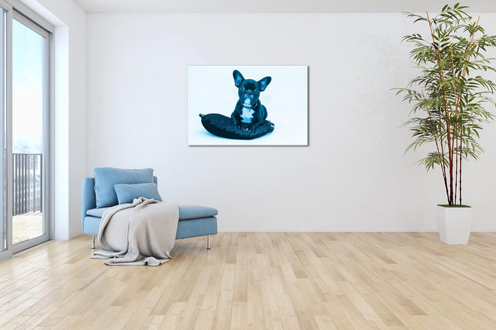 deyoli putzige Bulldogge mit einem Rotem Kissen Format 80x60 Effekt: Monocrome Blau als Leinwandbild