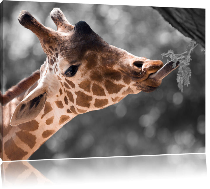 Hungrige Giraffe mit Zweig schwarz/weiss Format: 100x70 auf Leinwand, XXL riesige Bilder fertig gera