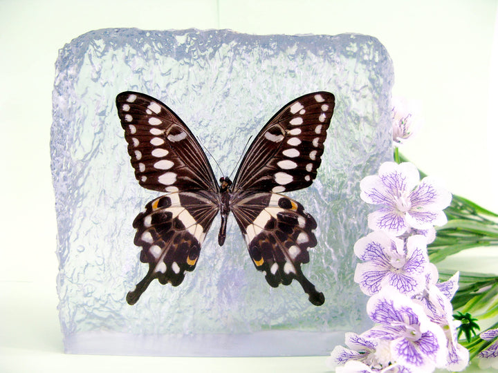 Echter, sorgfältig präparierten Schmetterling in Kunstharz gegossen. Dekorativ und selten. Bewahren