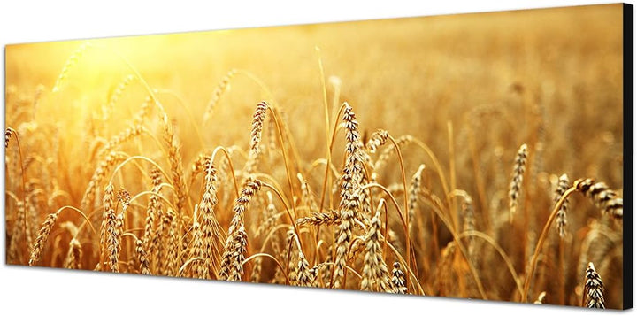 Paul Sinus Art Panoramabild auf Leinwand und Keilrahmen 150x50cm Kornfeld Herbst Sonnenuntergang