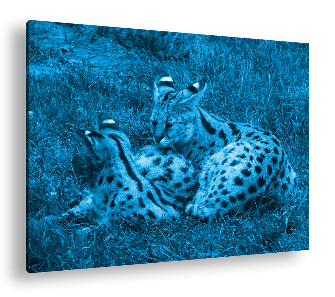deyoli zwei kuschelnde Servale Felines Katzen Format 80x60 Effekt: Monocrome Blau als Leinwandbild,