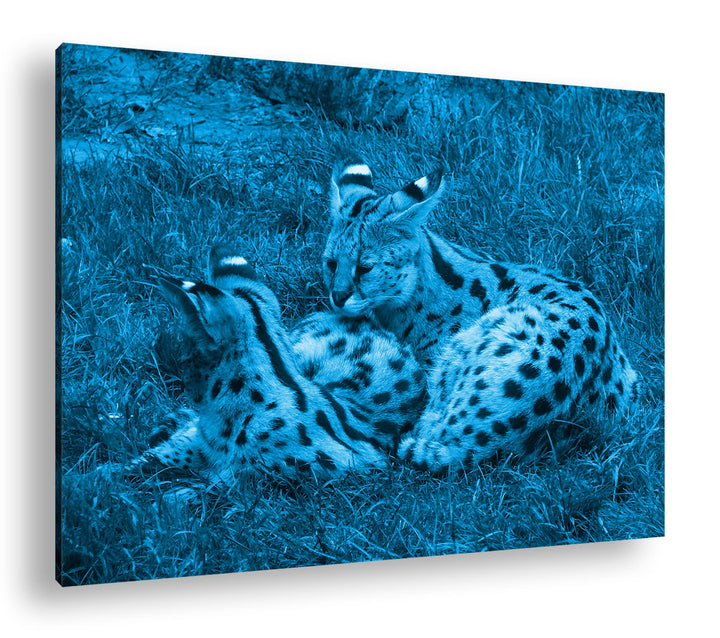 deyoli zwei kuschelnde Servale Felines Katzen Format 80x60 Effekt: Monocrome Blau als Leinwandbild,