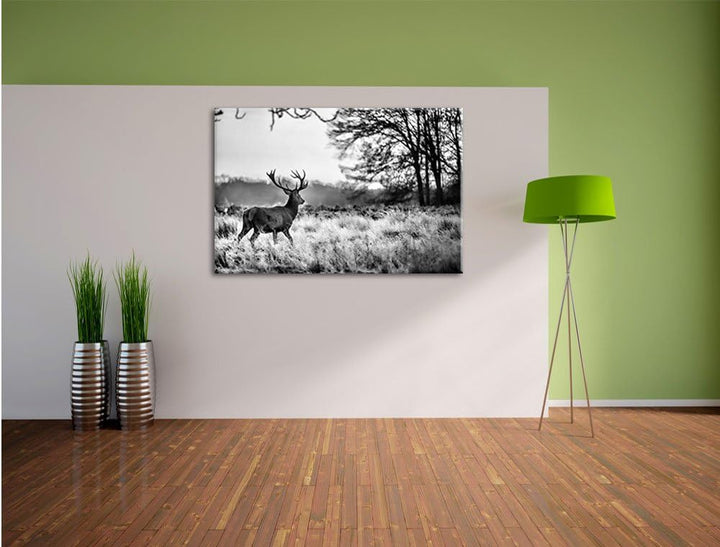 Pixxprint Monocrome, Hirsch im Sonnenuntergang, Format: 100x70 auf Leinwand, 100x70