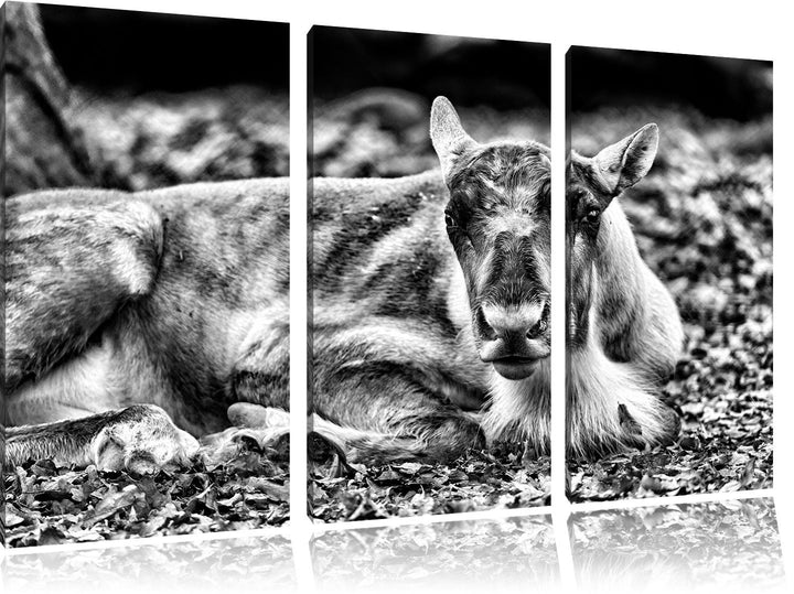 Pixxprint Monocrome, junger Elch 3-Teiler Leinwandbild 120x80 Bild auf Leinwand