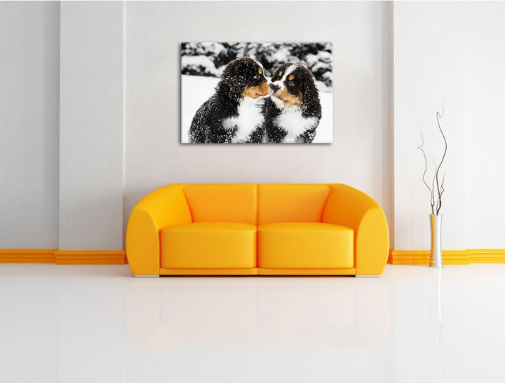 süsse Bernersennenhunde im Schnee schwarz/weiss Format: 100x70 auf Leinwand, XXL riesige Bilder fert