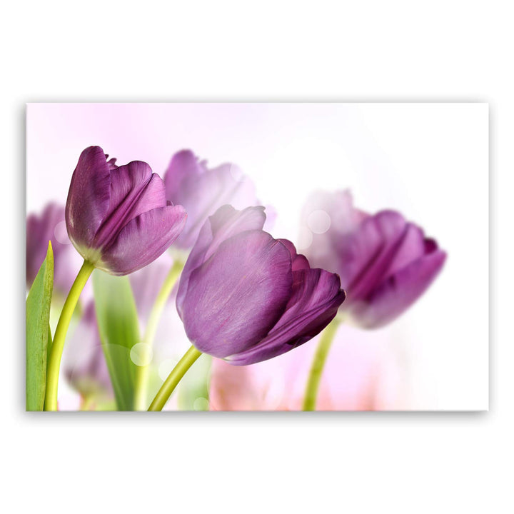 ge Bildet Bild auf Leinwand | Tulpe - Blumen Violett Natur E in 120x80 cm als Wandbild XXL | Wand-de