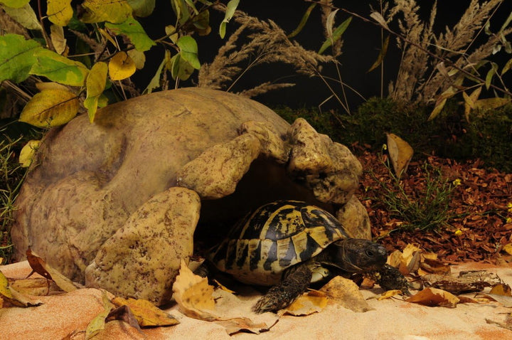 Exo Terra Tortoise Cave, natürliches Versteck für Landschildkröten, Höhle für Schildkröten