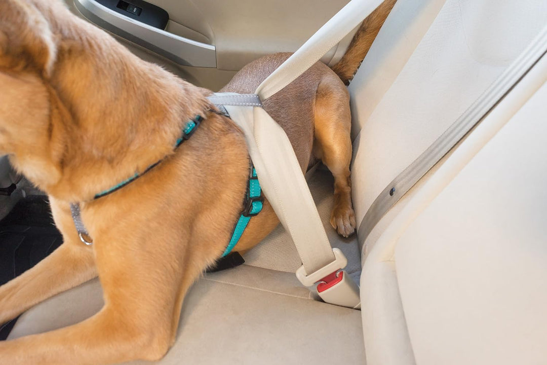 PetSafe 3-in-1 Hundegeschirr, Anti-Zieh, Hundegeschirr für Autogurt, Hundegeschirr Auto, Anti-Zug Hu