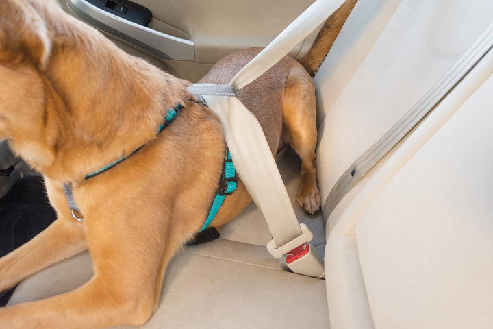 PetSafe 3-in-1 Hundegeschirr, Anti-Zieh, Hundegeschirr für Autogurt, Hundegeschirr Auto, Anti-Zug Hu
