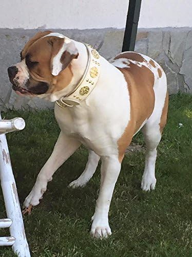Bestia Maximus Weiss Echtleder Hundehalsband für grosse Hunde. 100% Leder. Weich gepolstert. 6,3 cm