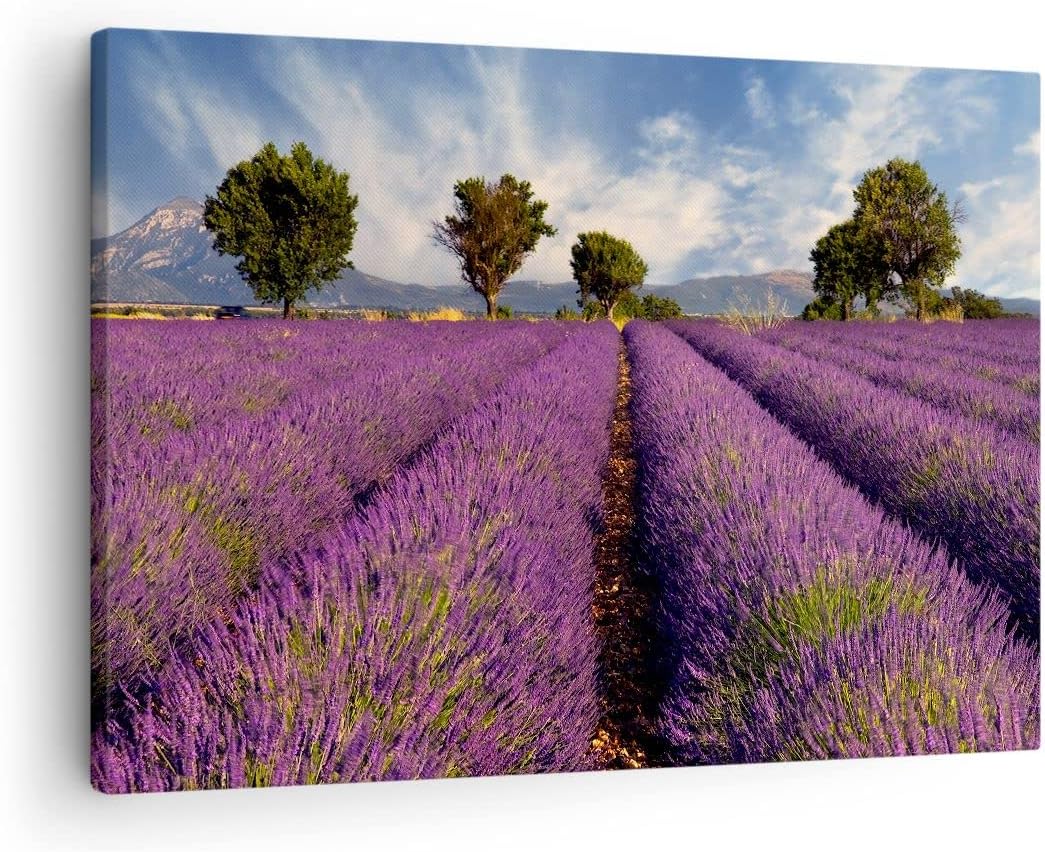 Bilder auf Leinwand Landschaft Wiese Pflanzen Leinwandbild 70x50cm Wandbilder Dekoration Wohnzimmer