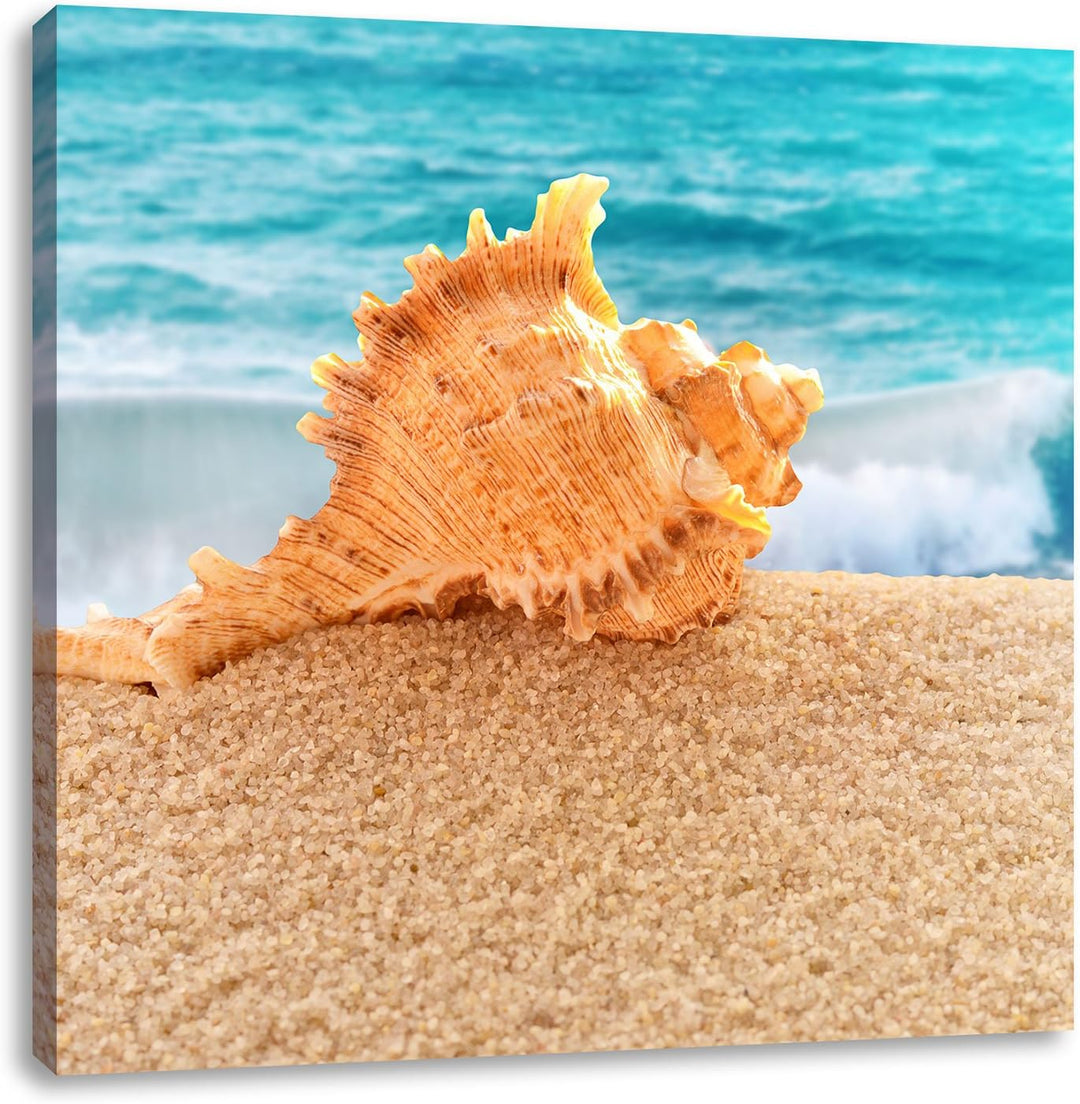 Muschel am Strand, Format: 70x70 auf Leinwand, XXL riesige Bilder fertig gerahmt mit Keilrahmen, Kun