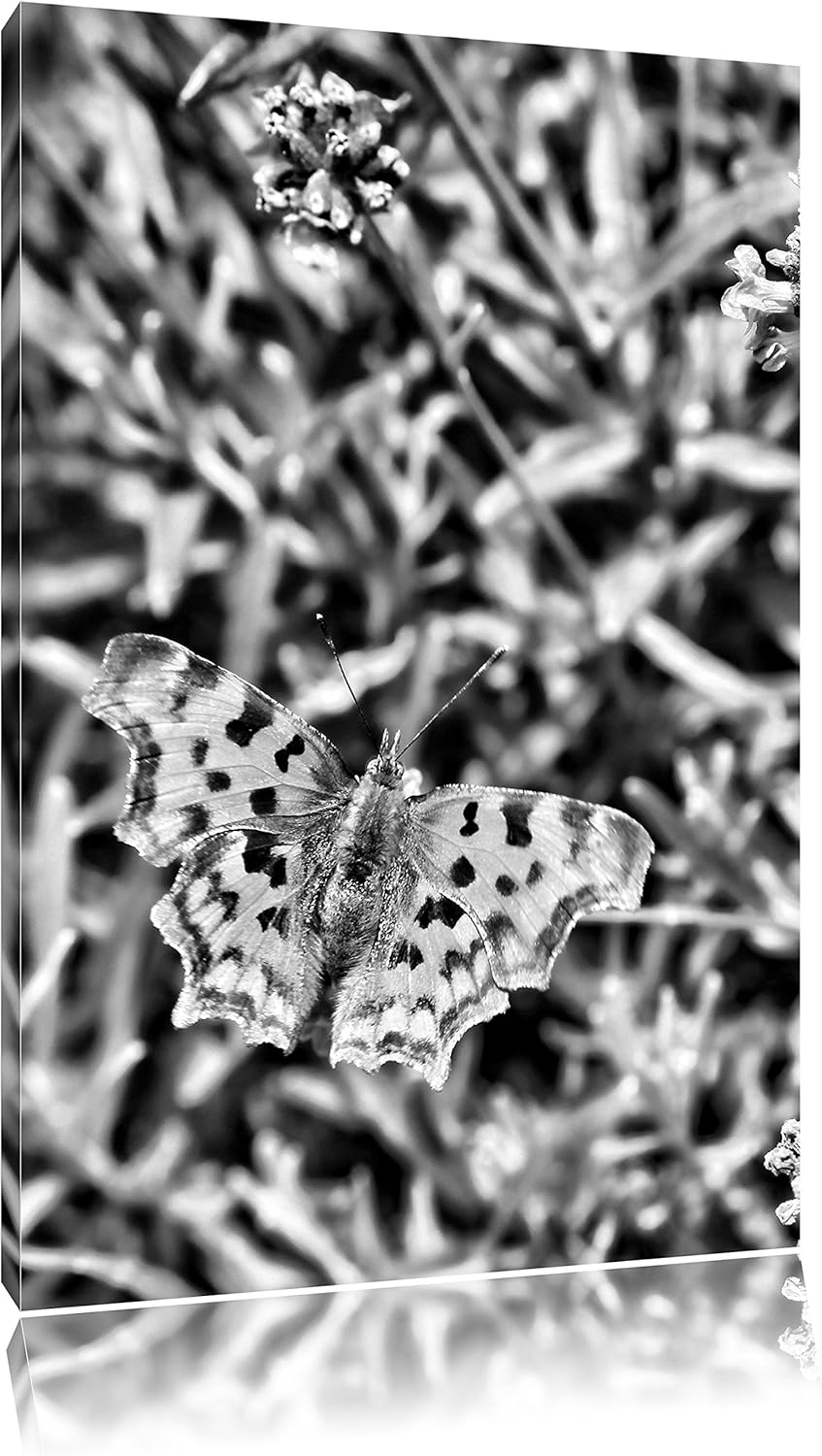 Pixxprint Monocrome, schöner Schmetterling auf Blumenwiese, Format: 100x70 auf Leinwand, XXL riesige