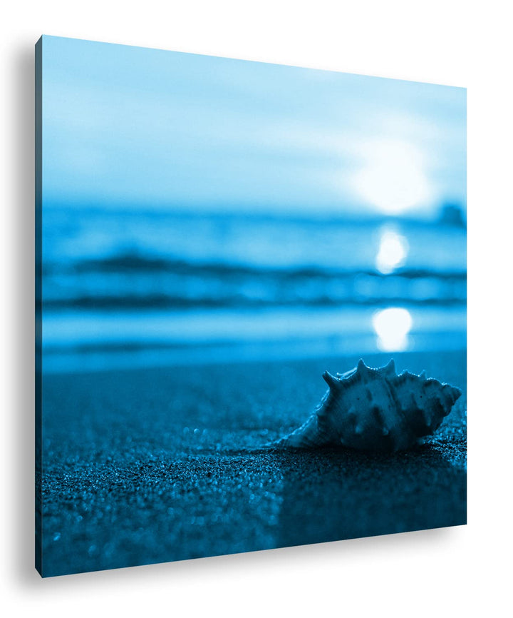deyoli einzelne Muschel am Strand Format: 70x70 Effekt: Monocrome Blau als Leinwandbild, Motiv ferti