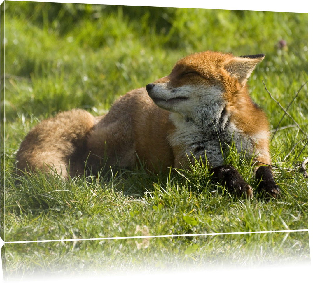Kleiner Fuchs auf Wiese, Format: 100x70 auf Leinwand, XXL riesige Bilder fertig gerahmt mit Keilrahm