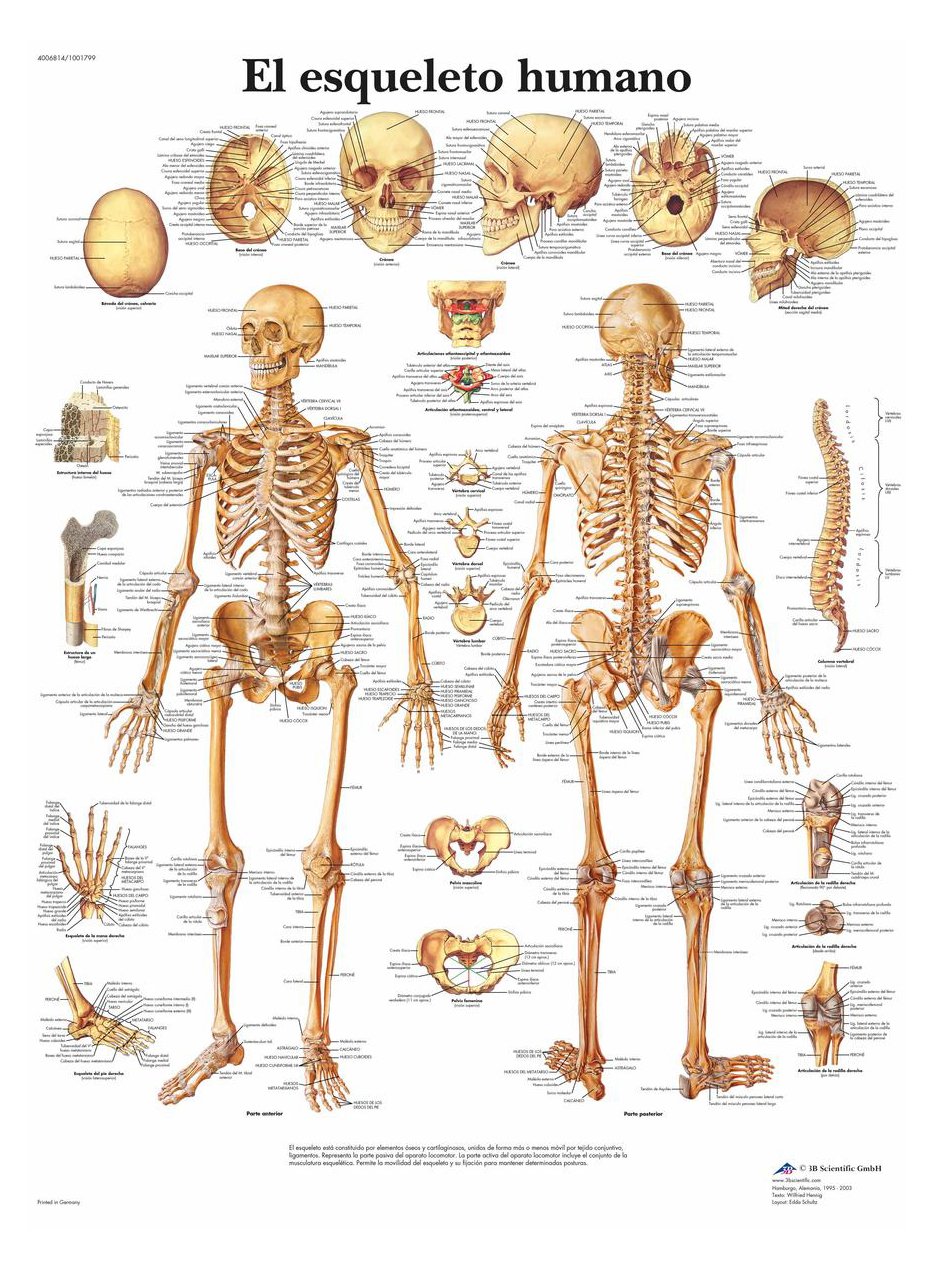 3B Scientific – Laminierte Menschliches Skelett Tafel – UV- & Staubgeschütztes Anatomieposter für St