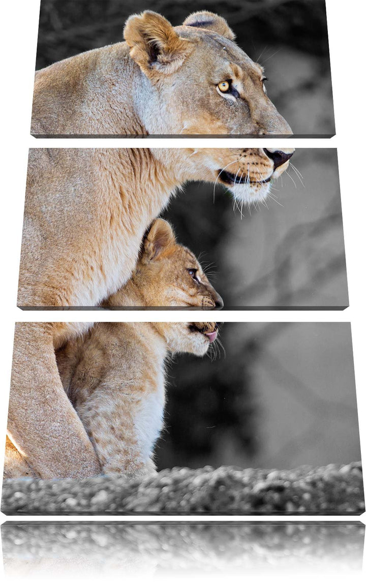 Pixxprint Löwenmutter mit Jungtier als Leinwandbild/Grösse: 3 Teilig (120x80) cm/Wandbild/Kunstdruck
