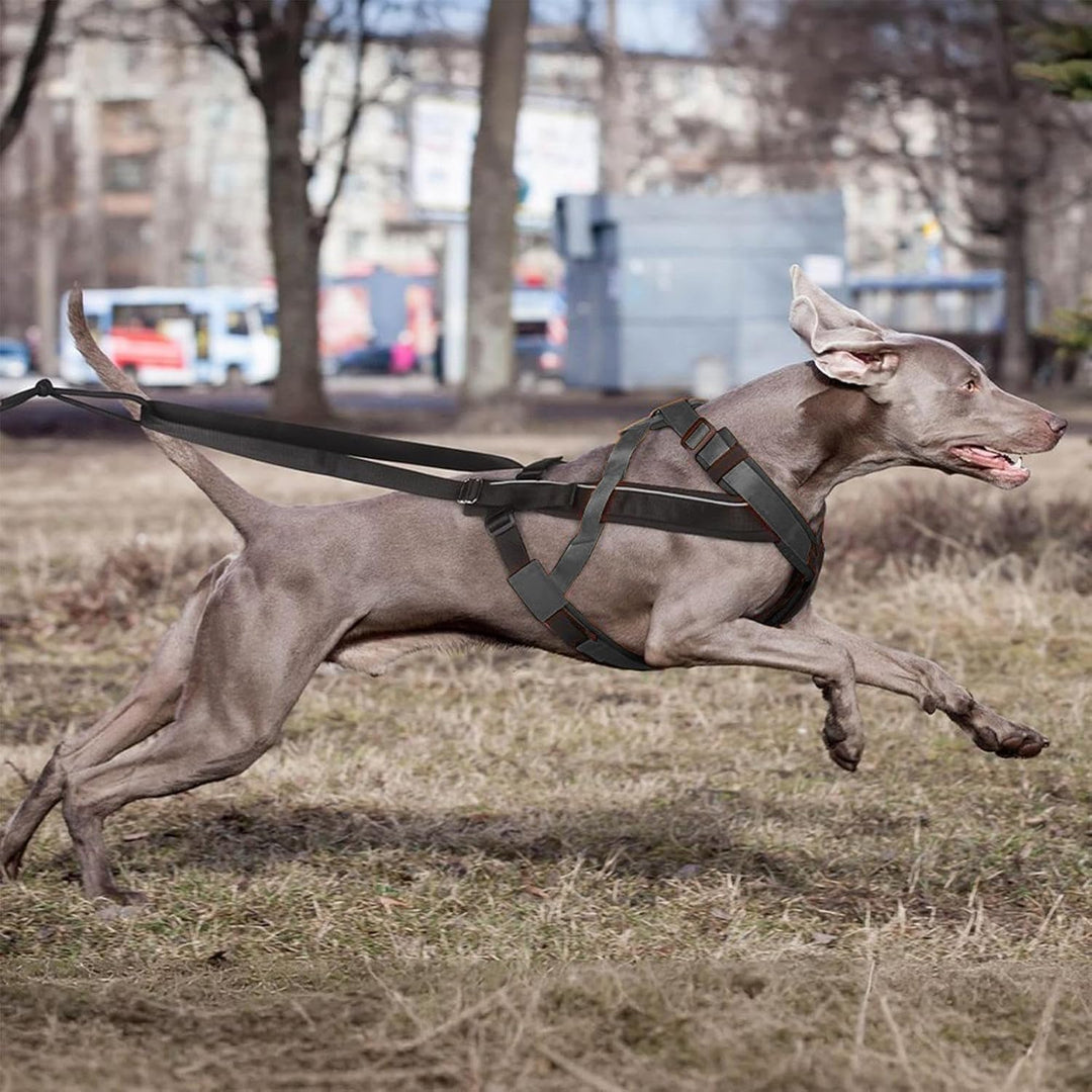 Hundegeschirr zum Ziehen | Reflektierendes Laufgeschirr für Hunde | Bequemer, Verstellbarer Gurt für