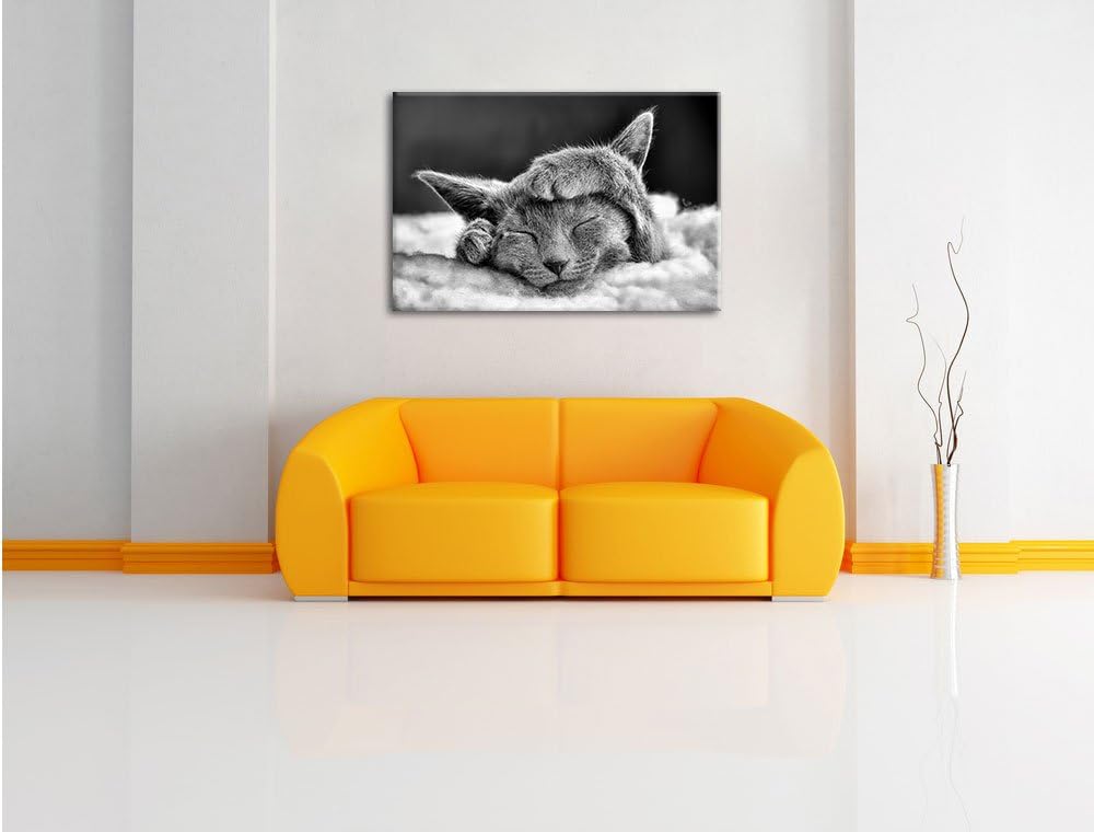 Monocrome, Süsses Kätzchen, Format: 100x70 auf Leinwand, XXL riesige Bilder fertig gerahmt mit Keilr