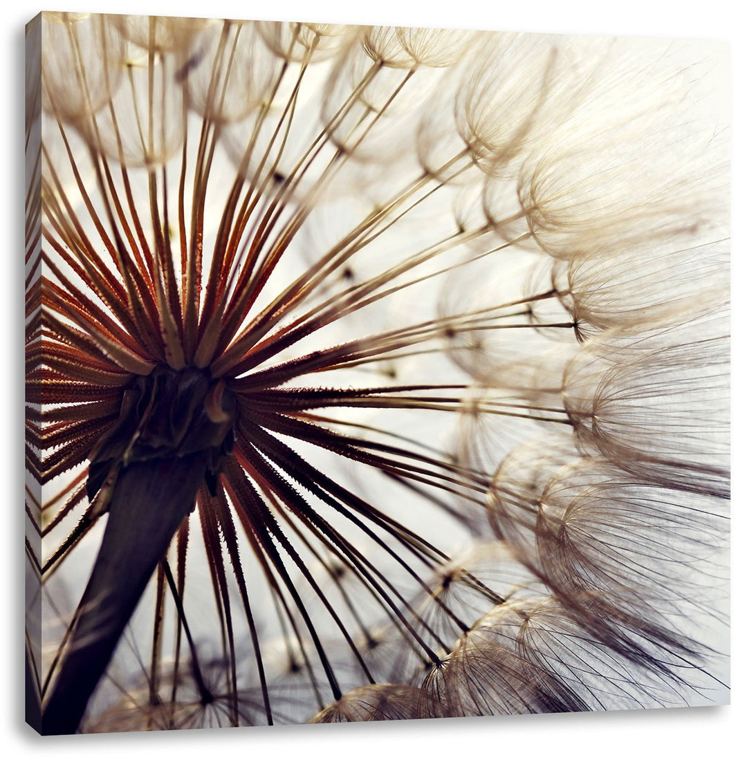 Schöne Pusteblume, Format: 70x70 auf Leinwand, XXL riesige Bilder fertig gerahmt mit Keilrahmen, Kun