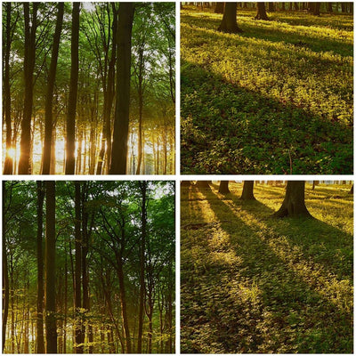 Wandbilder Dekoration Wohnzimmer Wald grün Sonnenstrahlen Natur Panorama Bilder auf Leinwand 120x50c