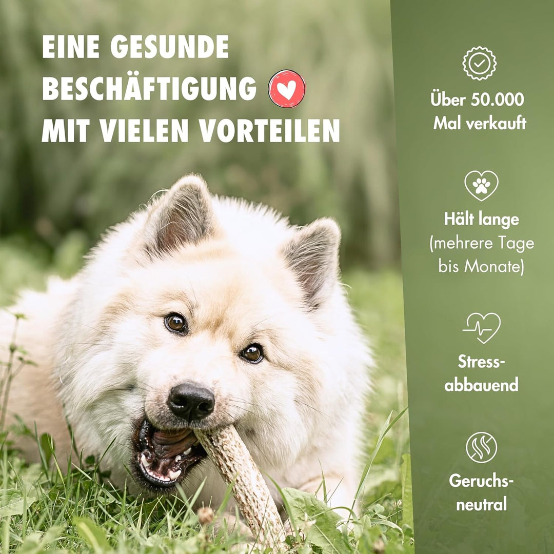 FOURLEGS® natürlicher Kausnack für Hunde aus 100% Hirschgeweih - Mineralstoffe, Kauspielzeug, Kausta