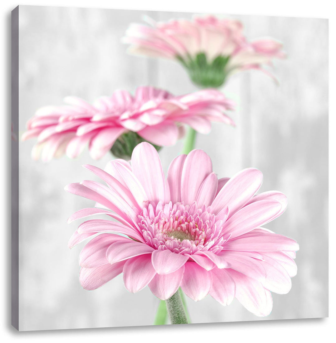Pixxprint schöne Gerberas bei Tageslicht schwarz/weiss, Format: 70x70 als Leinwandbild, 70x70