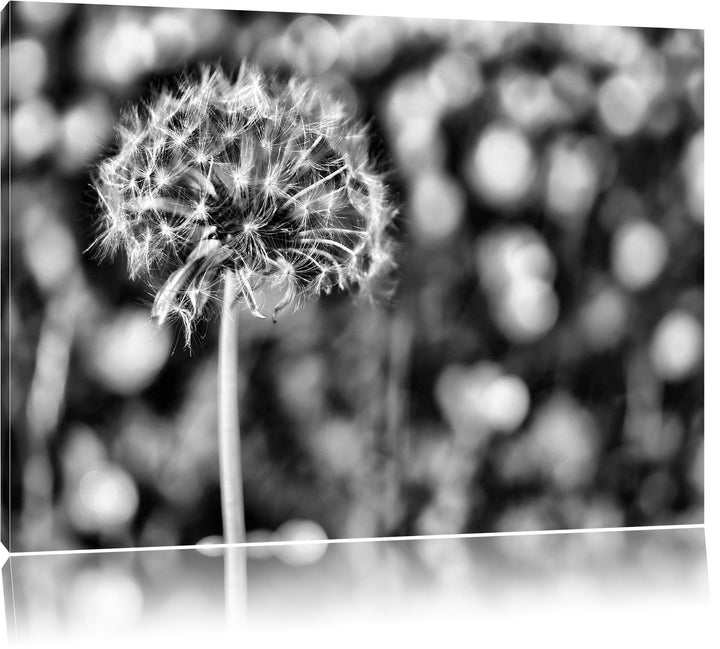 Pixxprint Pusteblume vor Wildwiese / 100x70cm Leinwandbild bespannt auf Holzrahmen/Wandbild Kunstdru