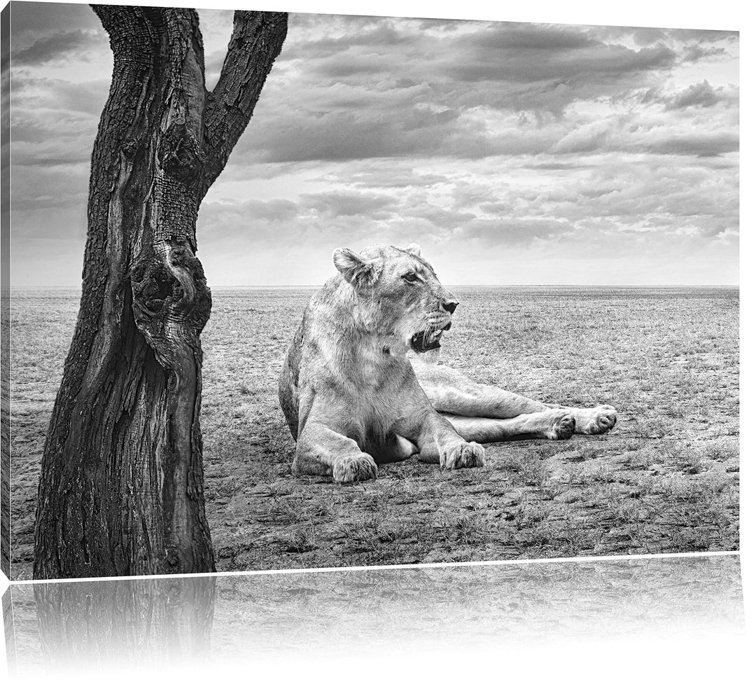Pixxprint Löwin Ruhe Savanne Kunst B&W als Leinwandbild/Grösse: 100x70 / Wandbild/Kunstdruck/fertig