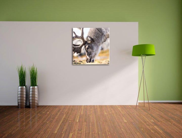 süsses Rentier beim Essen, Format: 70x70 auf Leinwand, XXL riesige Bilder fertig gerahmt mit Keilrah