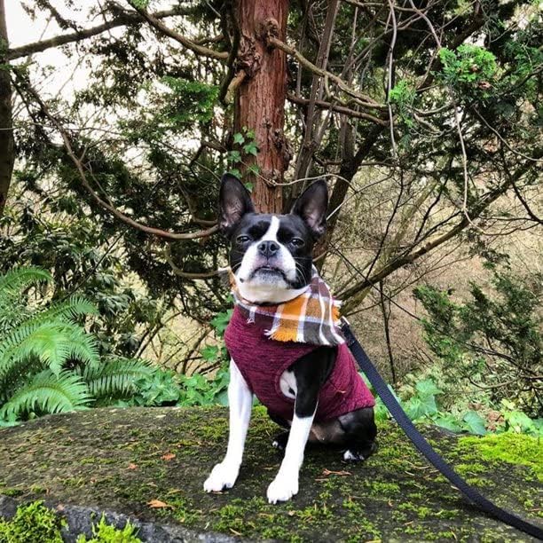 Gooby Zip Up Fleece-Weste für kleine Hunde, XXL Fuchsia Wash XXL, Fuchsia Wash XXL