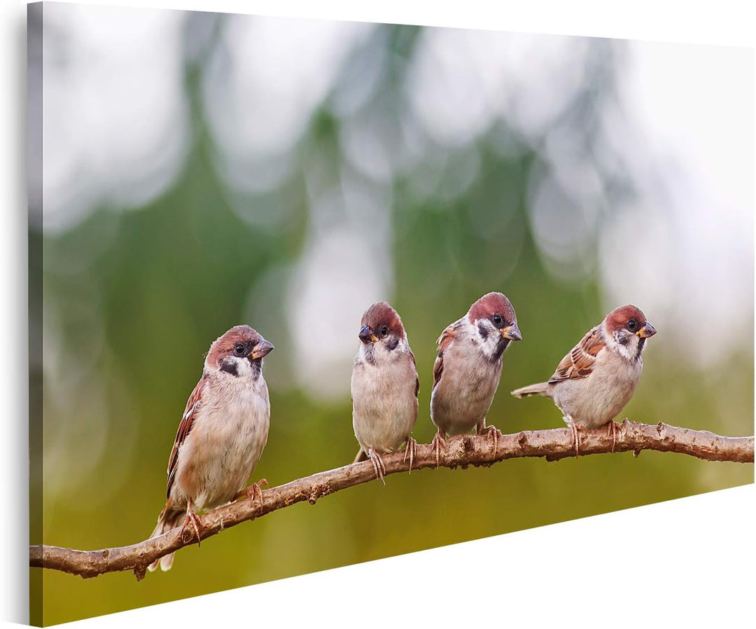 islandburner Bild auf Leinwand Lustige Spatzen Vögel Gruppe Frühling Bilder Wandbilder Poster Leinwa