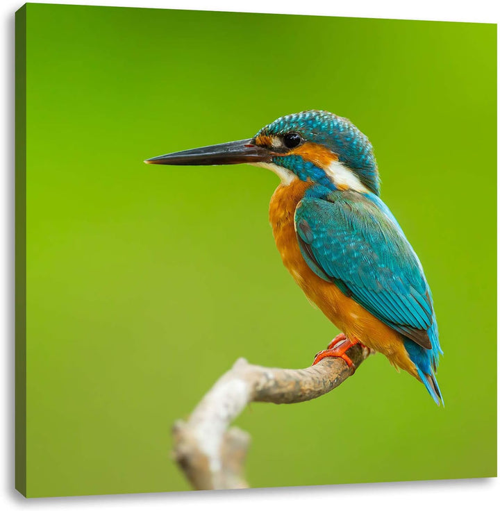 Kleiner Eisvogel, Format: 70x70 auf Leinwand, XXL riesige Bilder fertig gerahmt mit Keilrahmen, Kuns