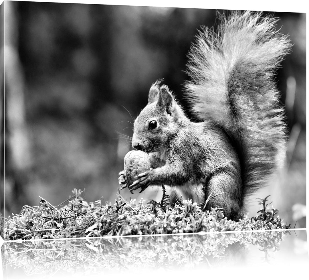 Pixxprint Eichhörnchen mit Nuss / 100x70cm Leinwandbild bespannt auf Holzrahmen/Wandbild Kunstdruck