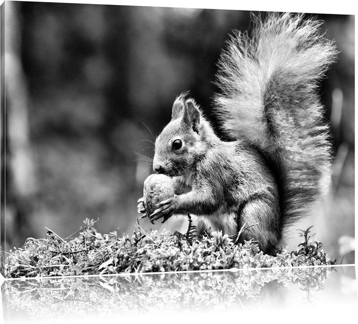 Pixxprint Eichhörnchen mit Nuss / 100x70cm Leinwandbild bespannt auf Holzrahmen/Wandbild Kunstdruck