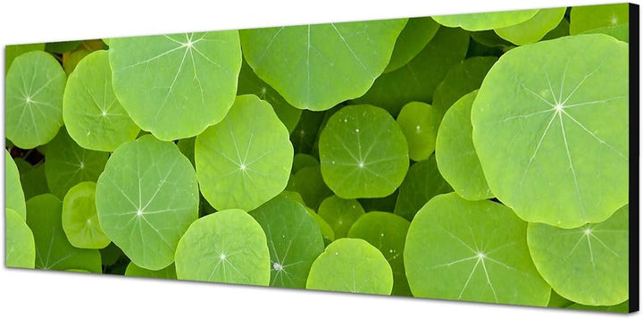 Paul Sinus Art Panoramabild auf Leinwand und Keilrahmen 150x50cm Pflanzen Blätter rund grün Hintergr
