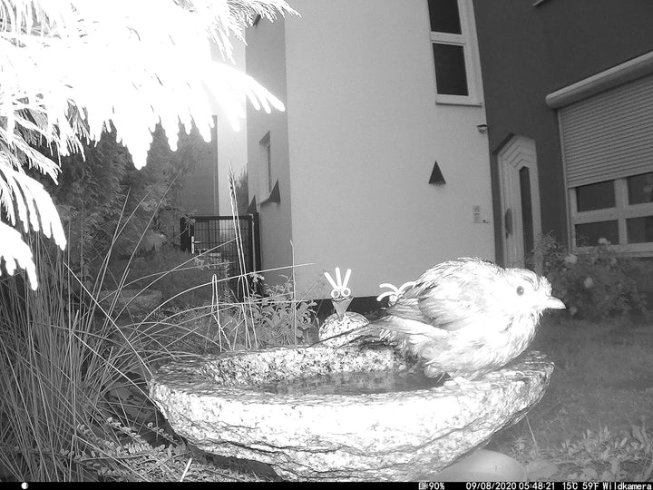 Gebrüder Lomprich Vogelbad aus Granit mit Fuss (1 Steinvogel am Rand sitzend)