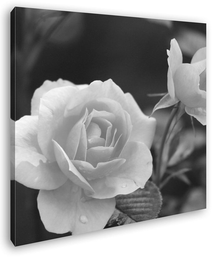 deyoli schöne orangene Blumen im Format: 70x70 Effekt: Schwarz&Weiss als Leinwandbild, Motiv auf Ech