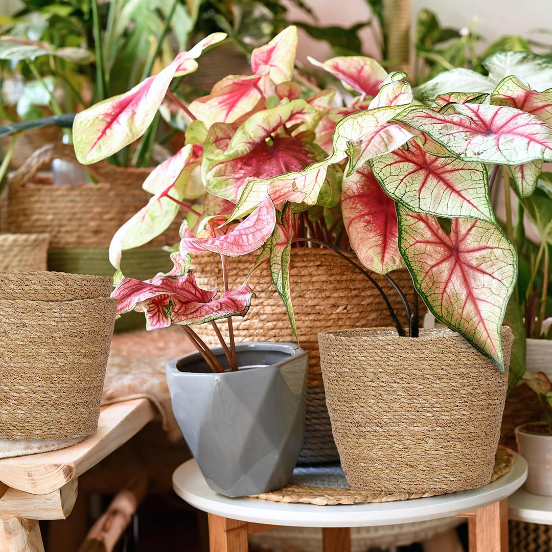 Relaxdays Blumentopf Seegras, 3er Set, rund, für Blumen & Kräuter, Pflanzenkorb mit Folie, 3 Grössen