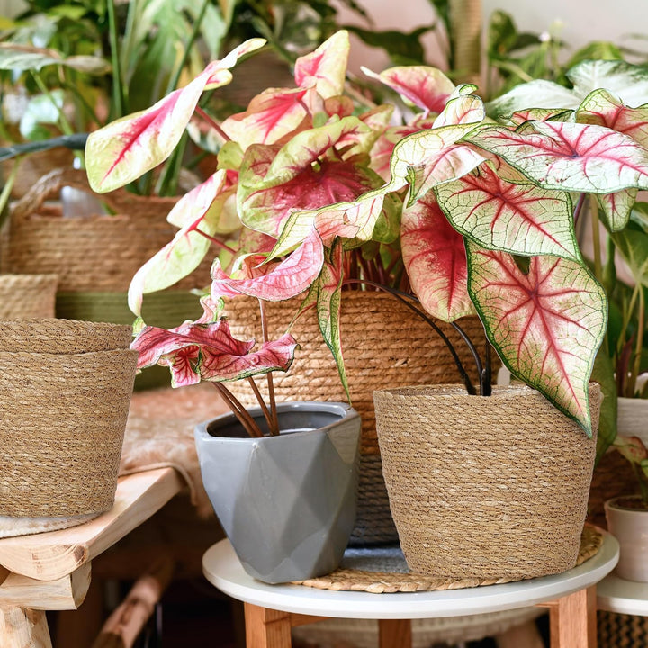 Relaxdays Blumentopf Seegras, 3er Set, rund, für Blumen & Kräuter, Pflanzenkorb mit Folie, 3 Grössen