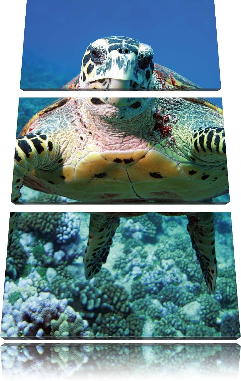 Pixxprint Schildkröte im Korallenriff als Leinwandbild/Grösse: 3 Teilig (120x80) cm/Wandbild/Kunstdr