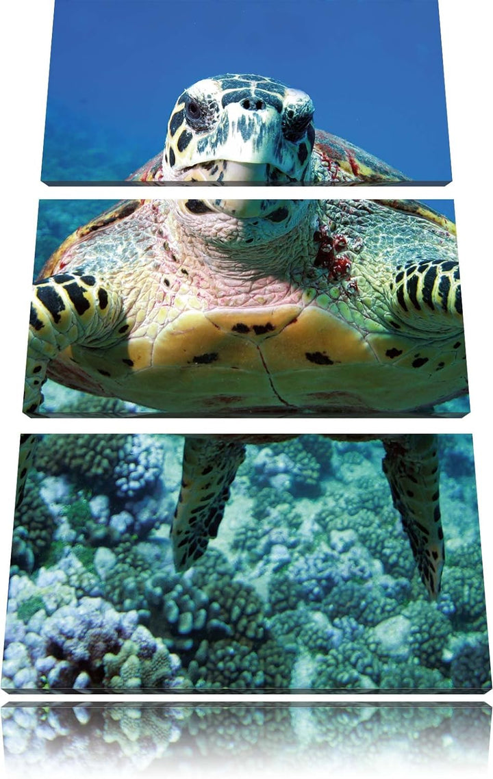 Pixxprint Schildkröte im Korallenriff als Leinwandbild/Grösse: 3 Teilig (120x80) cm/Wandbild/Kunstdr