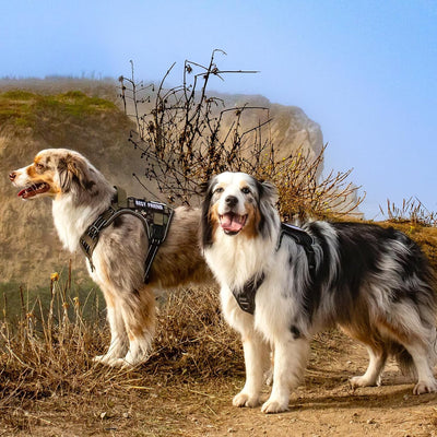 rabbitgoo Hundegeschirr Grosse Hunde, Anti Zug Geschirr Hund Verstellbar mit Griffe Verbreitert, Rob