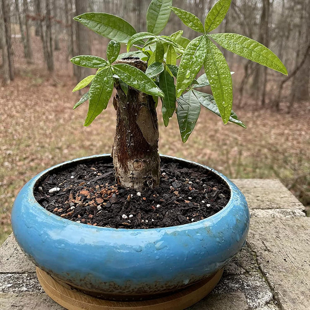 ARTKETTY 18,5 cm Rund Sukkulente Pflanzgefässe Töpfe Mit Drainageloch Bonsai Töpfe Garten Dekorative