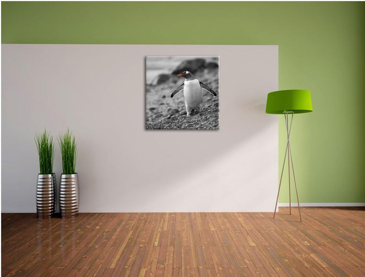 süsser Pinguin am Steinstrand schwarz/weiss, Format: 70x70 auf Leinwand, 70x70