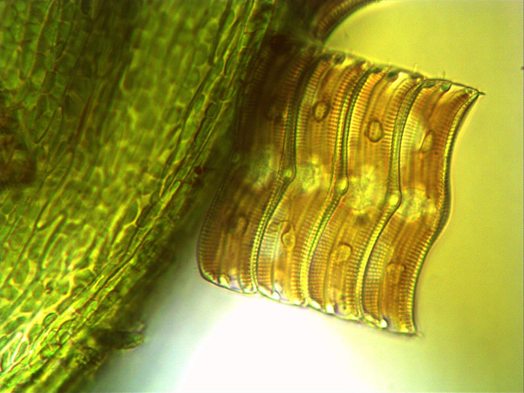 Bresser trinokulares Durchlicht Mikroskop Science TRM-301 Trino 40-1000x Vergrösserung, planachr. Ob