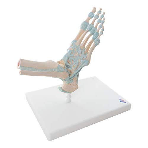 3B Scientific M34 Fuss-Skelett-Modell mit Bändern + kostenlose Anatomie App - 3B Smart Anatomy