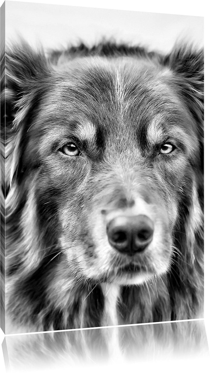 Australien Shepherd Mischling als Leinwandbild/Grösse: 100x70 / Wandbild/Kunstdruck/fertig bespannt,